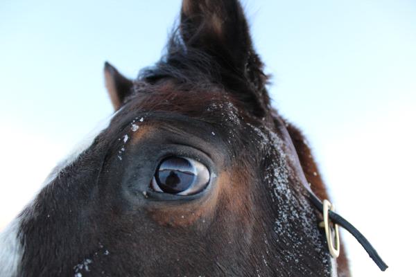 /Images/uploads/Humane Society of Utah/HSUCalendar/entries/665thumb.jpg